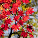 Las hojas se vuelven rojas por la presencia de antocianina