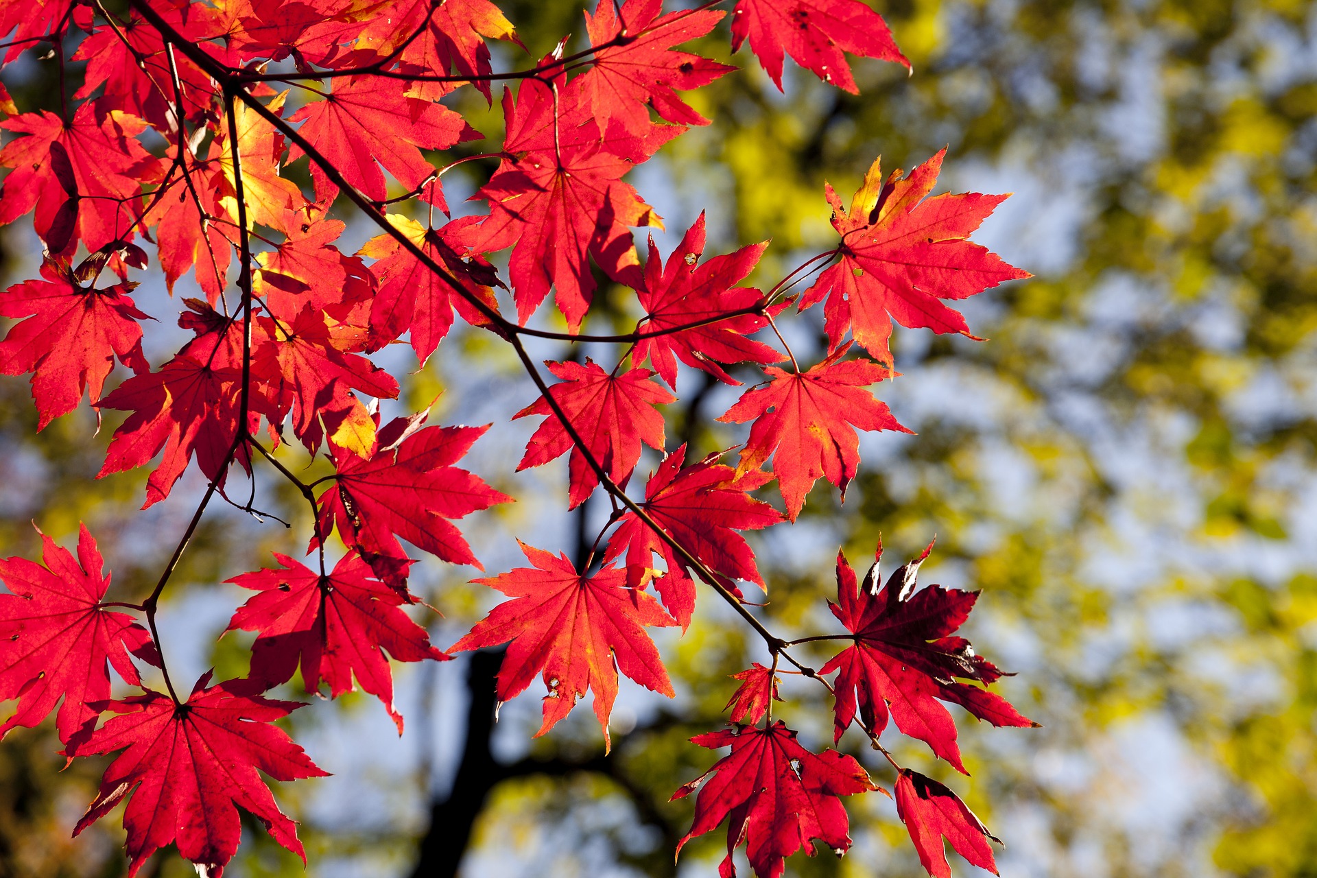 Por qué las hojas cambian de color en otoño? - Hidden Nature