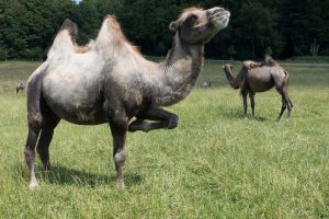camellos