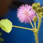 mimosa pudica