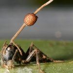 Ophiocordyceps y las hormigas zombie