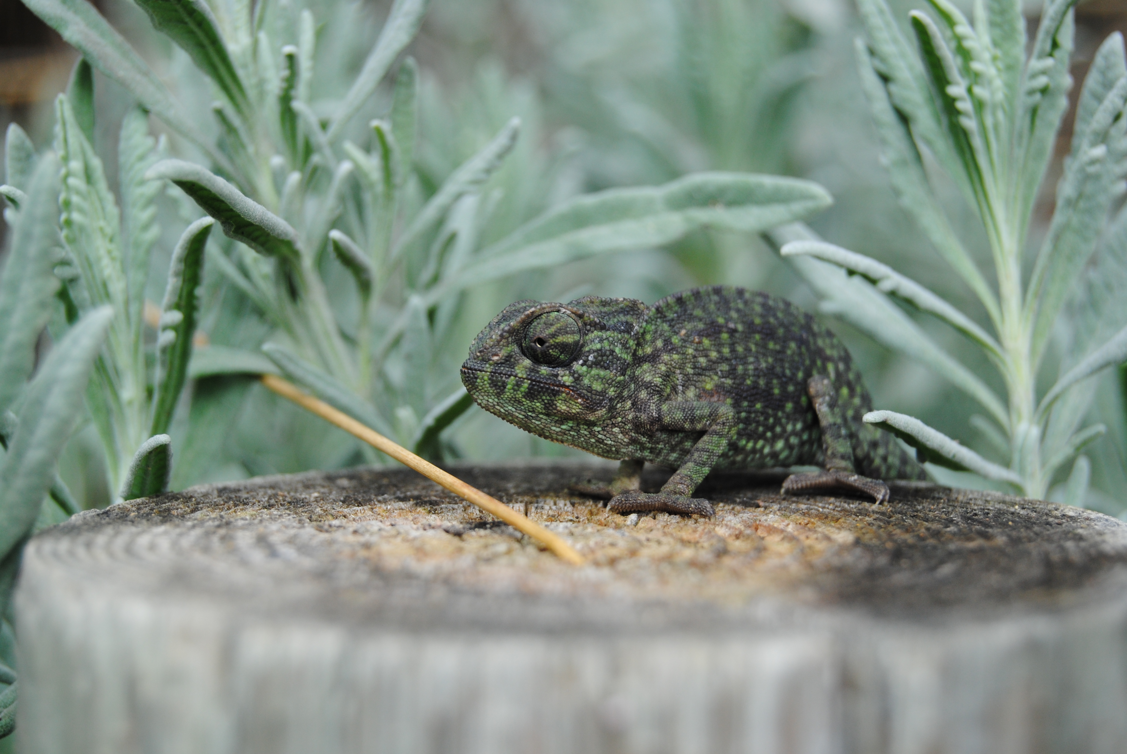 Chamaeleo chamaeleon por Álvaro Pérez Gómez