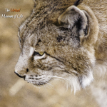 lince iberico