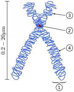 Estructura de un cromosoma