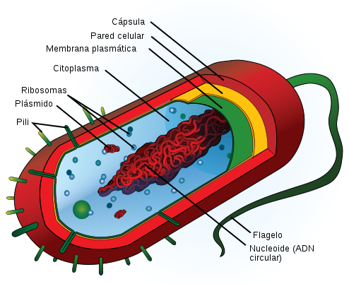 partes célula procariota