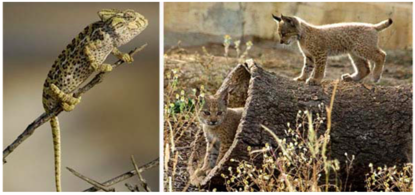Izda. Camaleón una especie sobreprotegida debido a su popularidad. Dcha. Crías de lince en el centro de cría en cautividad. En el caso de estos animales, la amenaza y la popularidad funcionan conjuntamente mejorando los resultados del programa (Fuente: CSIC)