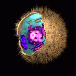 célula animal animada