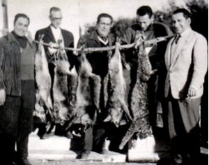  Hembra de lince ibérico abatida en una cacería de zorros en Grandola (Portugal) en 1972. Foto: LuPan59. Fuente: Iberlince.