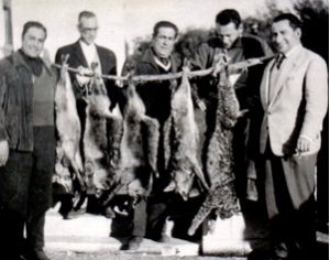 Hembra de lince ibérico abatida en una cacería de zorros en Grandola (Portugal) en 1972. Foto: LuPan59. Fuente: Iberlince.