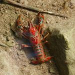 Cangrejo americano, una de las especies invasoras en España