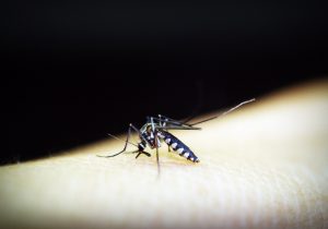 Mosquito del género Anopheles que transmite el parásito que provoca la malaria