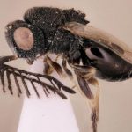 La avispa parásita Dendrocerus scutellaris