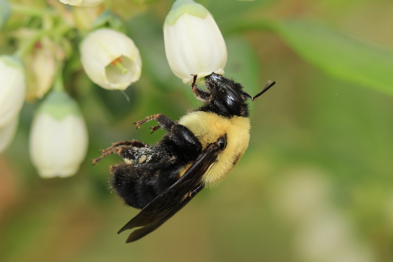 diversidad de especies de abejas en cultivos