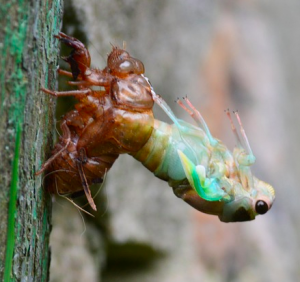 Metamorfosis no es evolución. Chicharra adulta emergiendo después de su metamorfosis.