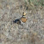 Algunas especies en las estepas andaluzas