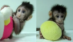 clonación de primates