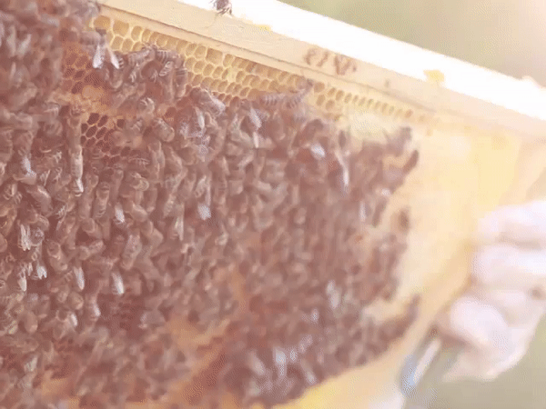 biodiversidad de especies de abejas para la miel