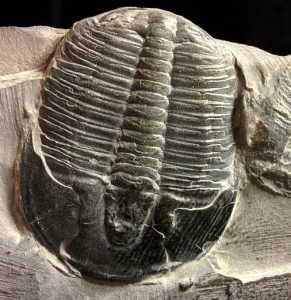 Fósil de Trilobites