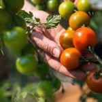 riego deficitario controlado en tomates