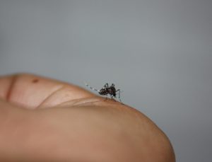mosquito transmisor virus West Nile