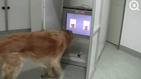 perros mayores ejercicio