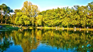 ecosistema terrestre bosque