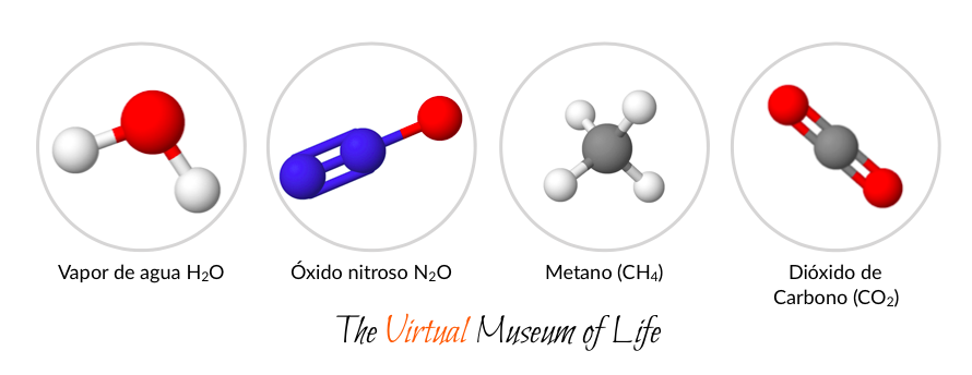 Vapor de agua, Óxido Nitroso, Metano y Dióxido de Carbono