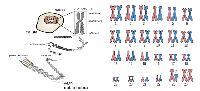 Estructura de un cromosoma y cariotipo humano