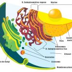 dibujo citoplasma célula organulos