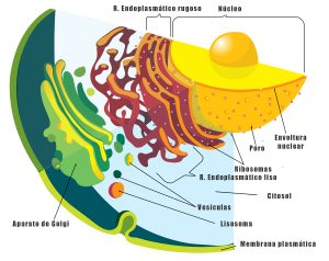 dibujo citoplasma célula organulos