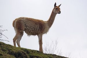 domesticación vicuña