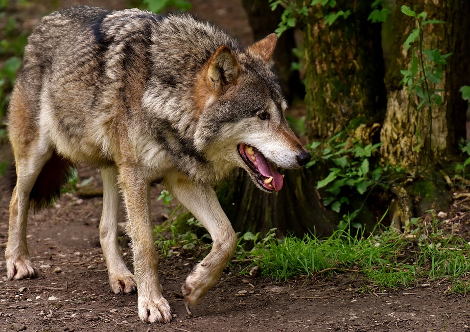 Los bosques boreales que ocupan gran parte del norte de Suecia podrían ser apropiados como hábitat para el lobo.