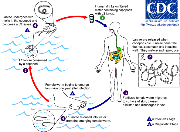 Diagrama del ciclo de vida de: Dracunculus medinensis. Fuente: CDC (U.S.)