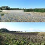 Laguna temporal de Doñana