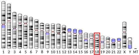 Localización del cromosoma 18