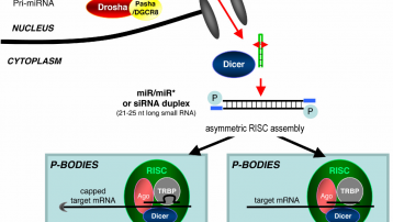 Ilustración de las principales diferencias entre el silenciamiento de genes entre plantas y animales. Los microARNs endógenos o los ARNsi son procesados por Dicer e integrados en el complejo RISC, que media el silenciamiento de genes. Fuente: Saumet A, Lecellier CH. (2006). Anti-viral RNA silencing: do we look like plants? Retrovirology 3:3. http://www.retrovirology.com/content/3/1/3