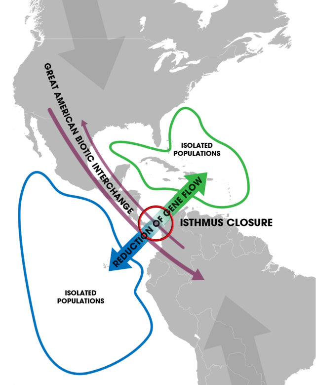 Mapa que muestra cómo el surgimiento del Istmo de Panamá estableció una barrera geográfica que separó poblaciones de fauna marina en dos distribuciones alopátricas.