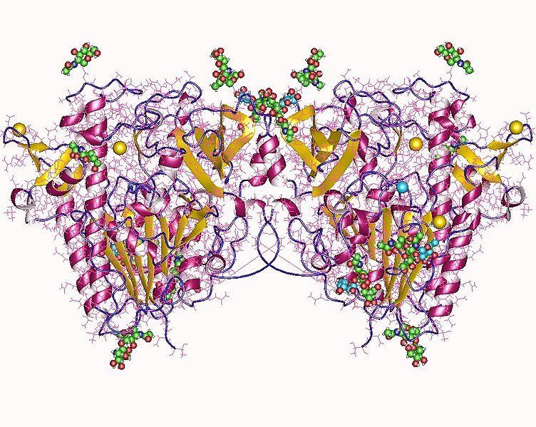 Homodímero de Iduronato-2-sulfatasa por Demydchuk, M., Hill, C.H., Zhou, A., Bunkoczi, G., Stein, P.E., Marchesan, D. et al.