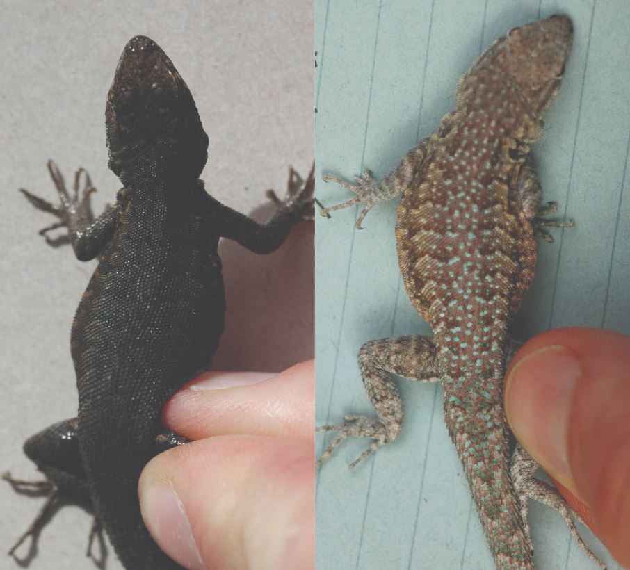 Una lagartija macho del cráter de Pisgah fotografiado cinco días después de ser recogido (izquierda), y el mismo individuo después de permanecer cuatro meses en un laboratorio en arena. / Corl et al., Current Biology, 2018