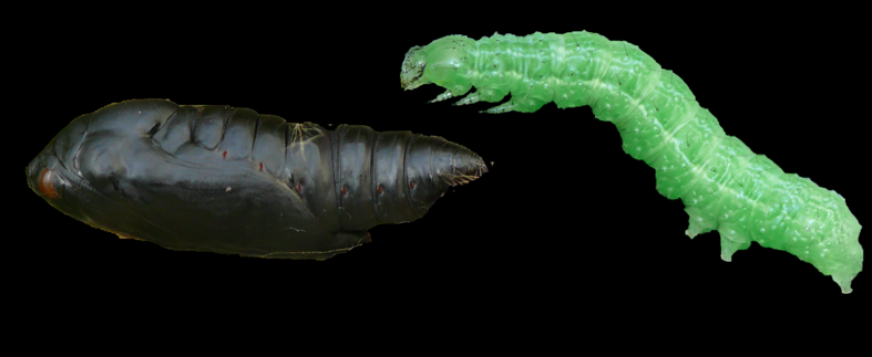 Dcha. Imagen de una larva en sus estadíos iniciales de Autographa gamma, de color verde con pequeñas líneas laterales blanquecinas. Izq. Imagen de una pupa de Autographa gamma, Fotos realizadas por Harald Süpfle.