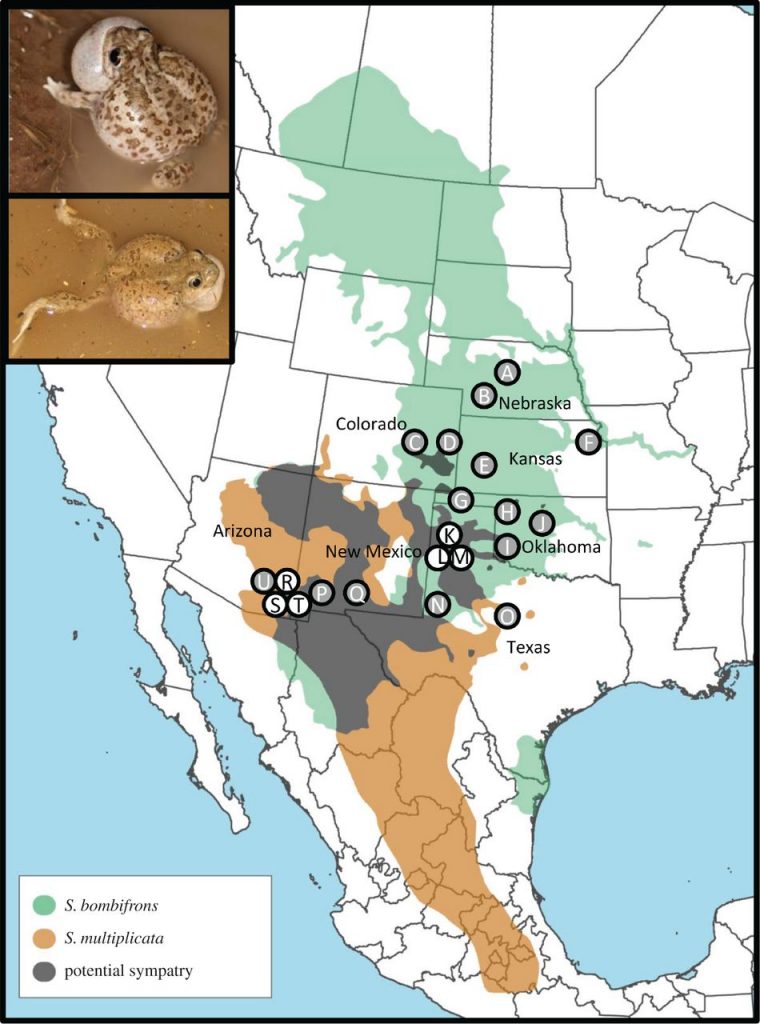 Mapa que muestra el área de simpatría de dos sapos norteamericanos del género "Spea".