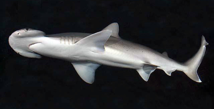 Sphyrna tiburo tiburon omnivoro
