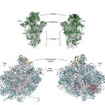 Estructura de las subunidades ribosómicas de S. cerevisiae. Se muestran las superficies que interaccionan entre sí (izquierda) y las expuesta al solvente (derecha). Los ARN ribosómicos se han coloreado en gris (18S y 25S), naranja (5S) y rojo (5.8S), y las proteínas ribosómicas en verde (subunidad pequeña) o en azul (subunidad grande). Figura realizada a partir de archivos de Protein Data Bank, códigos 3U5B, 3U5C, 3U5D y 3U5E.