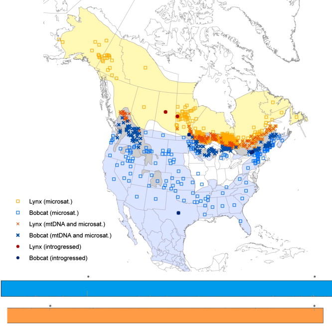 Mapa que muestra las áreas de distribución parapátricas de los linces canadiense y rojo.