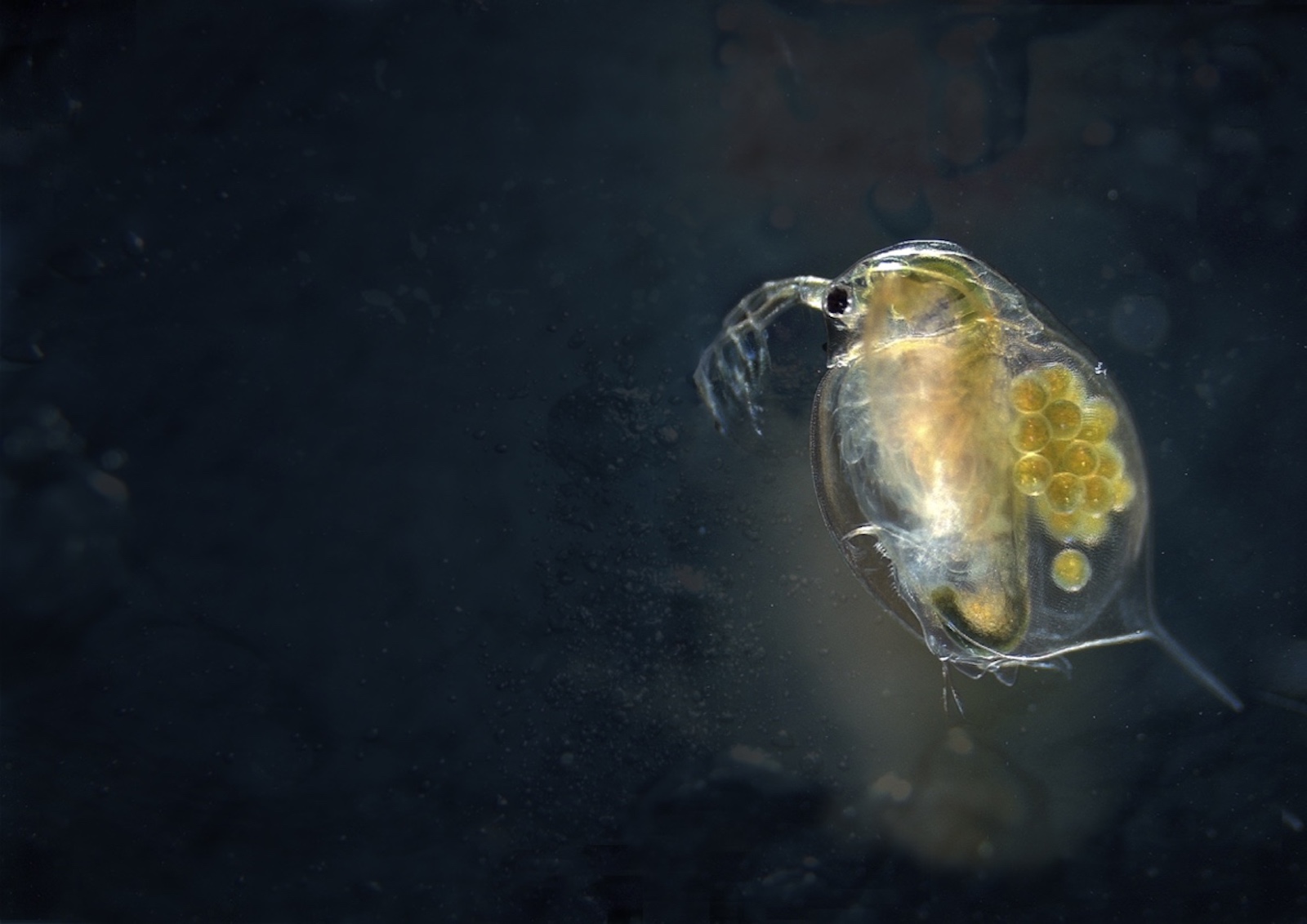 Foto de Daphnia spp tomada en la Laguna de Zahillo en Doñana por E. Bazo Coronilla