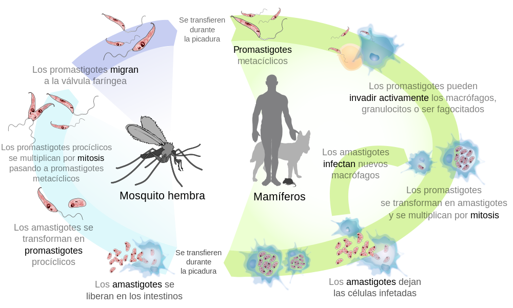 Ciclo vital de los parásitos del género Leishmania, responsables de la Leishmaniasis Ciclo vital de los parásitos del género Leishmania, responsables de la Leishmaniasis