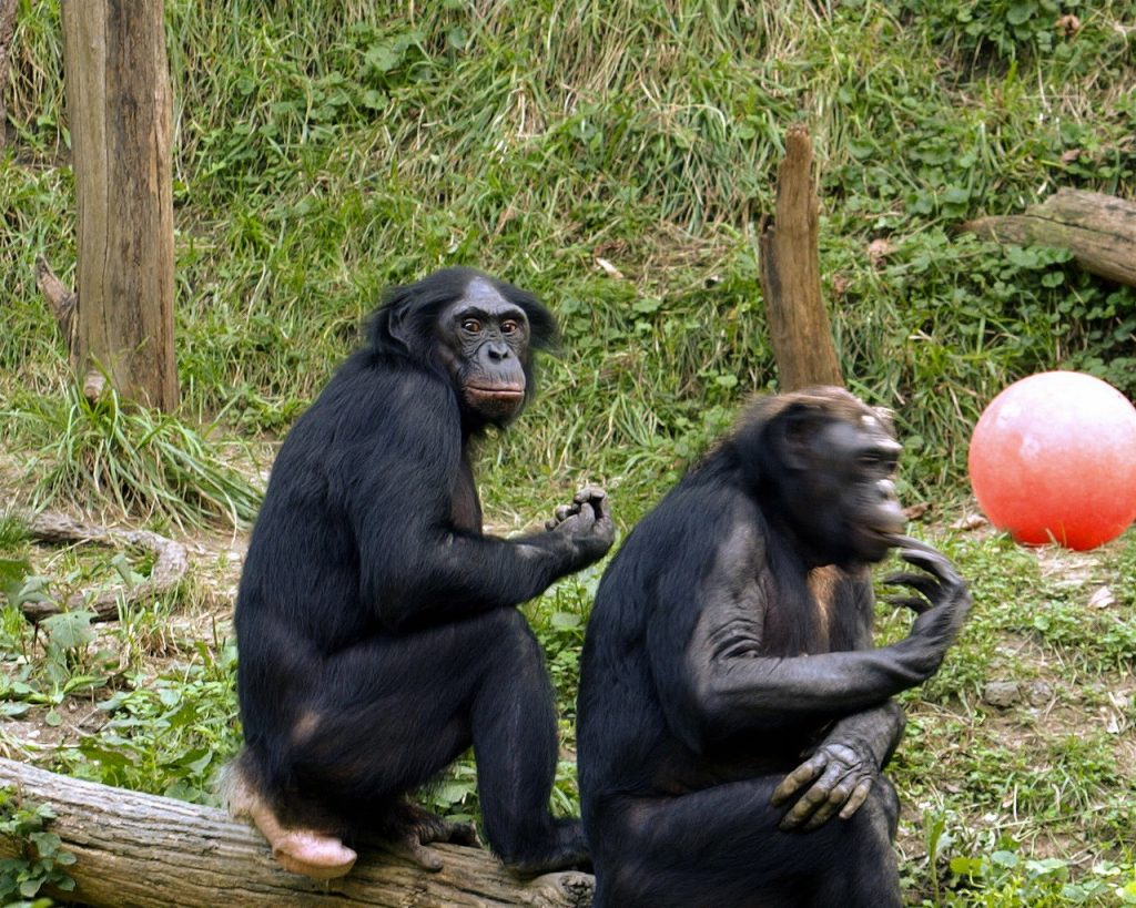 Una pareja de bonobos fotografiada en el año 2005 en el zoo de Cincinatti.