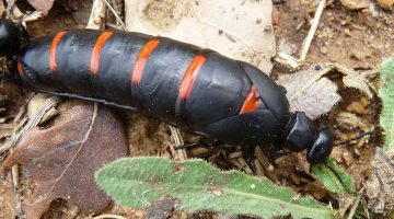 Escarabajo curita (Berberomeloe majalis)