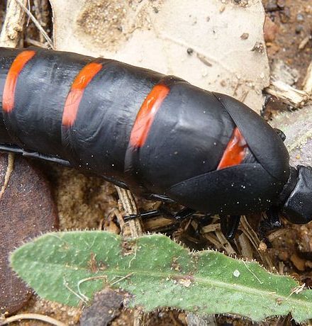 Escarabajo curita (Berberomeloe majalis)