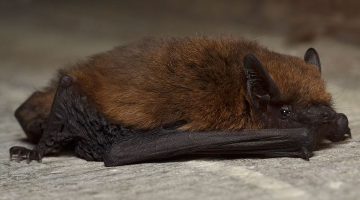 Murciélago común (Pipistrellus pipistrellus)